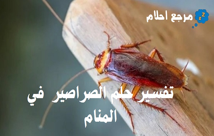 تفسير حلم الصراصير في المنام لابن سيرين وغيره من المفسرين