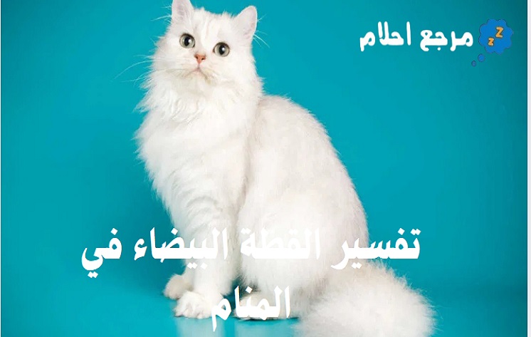 تفسير القطة البيضاء في المنام ورموزها الهامة