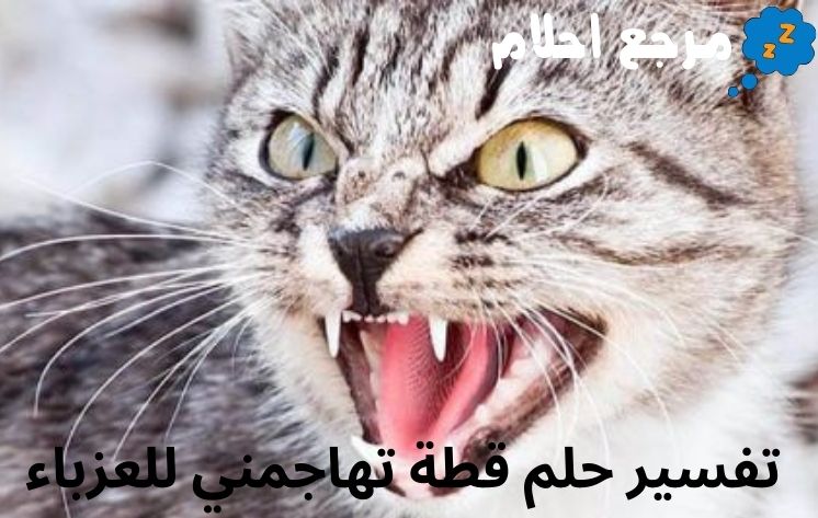 تفسير حلم قطة تهاجمني للعزباء ينذر بالخير أم الشر؟