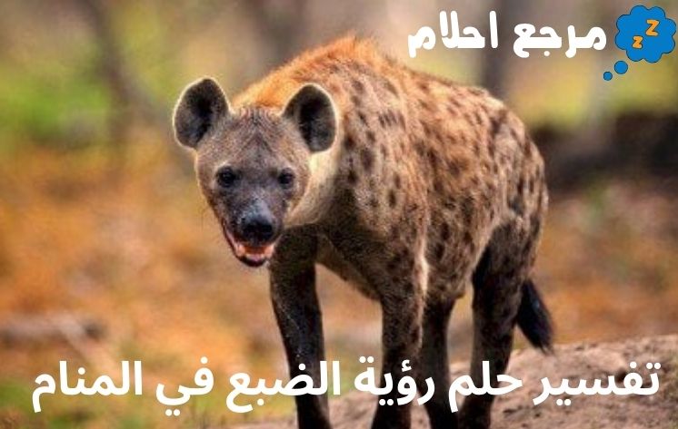 تفسير حلم رؤية الضبع في المنام وهل الخوف منه دليل على الشر؟