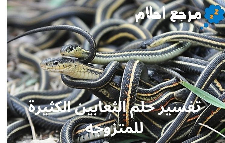 تفسير حلم الثعابين الكثيرة للمتزوجه للأمام ابن سيرين