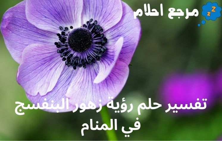 تفسير حلم رؤية زهور البنفسج في المنام رؤية مبشرة بالخير