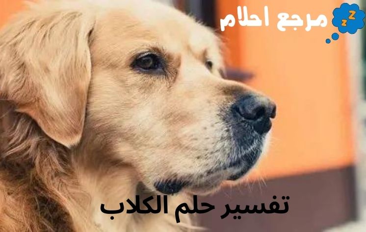 تفسير حلم الكلاب للسيدة المتزوجة في المنام