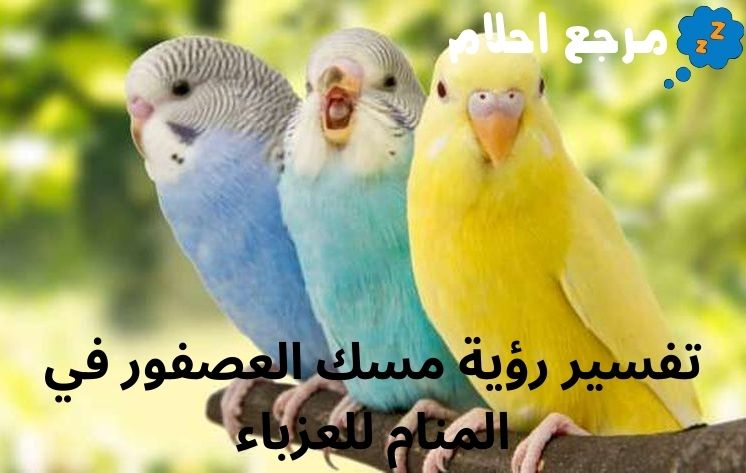 تفسير رؤية مسك العصفور في المنام للعزباء للمفسر ابن سيرين