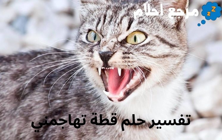 تفسير حلم قطة تهاجمني مع جميع الحالات