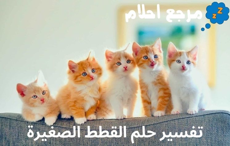 تفسير حلم القطط الصغيرة ينذر بالخير أم الشر؟
