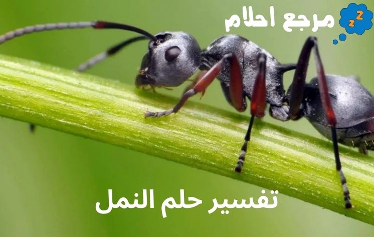 تفسير حلم النمل وفقاً لآراء العلماء
