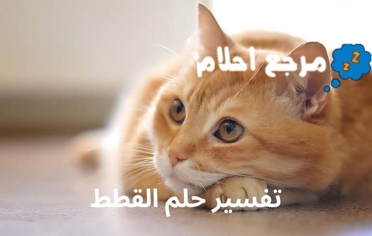 تفسير حلم القطط قد يشير إلى الراحة والطمأنينة