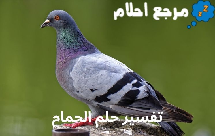 تفسير حلم الحمام قد يشير إلى السلام والراحة النفسية