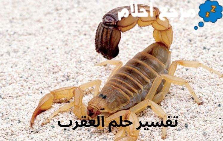 تفسير حلم العقرب قد يرمز إلى العداوة والخيانة