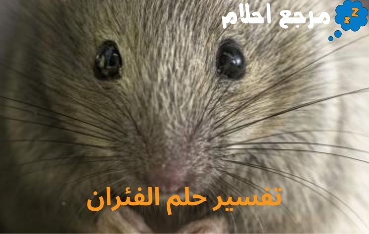 تفسير حلم الفئران قد يدل علي وجود أعداء