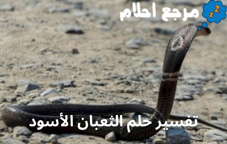 تفسير حلم الثعبان الأسود قد يرمز إلى العدو أو المشاكل