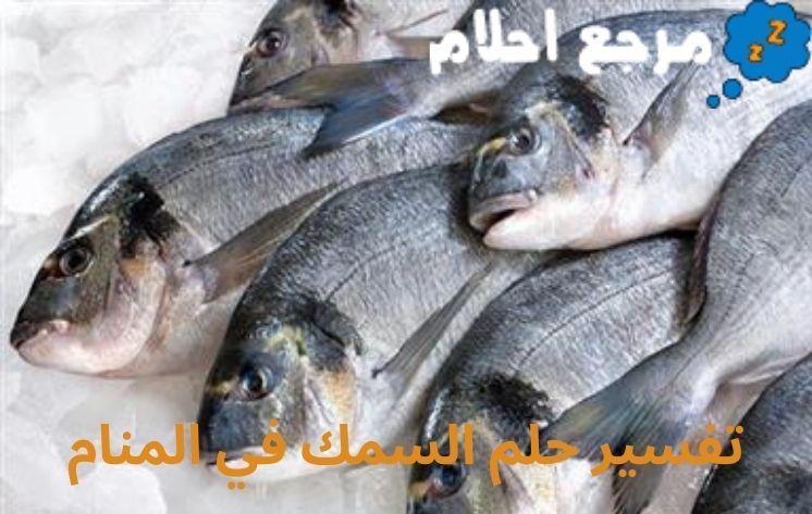 تفسير حلم السمك في المنام وعلاقته الرزق والخير