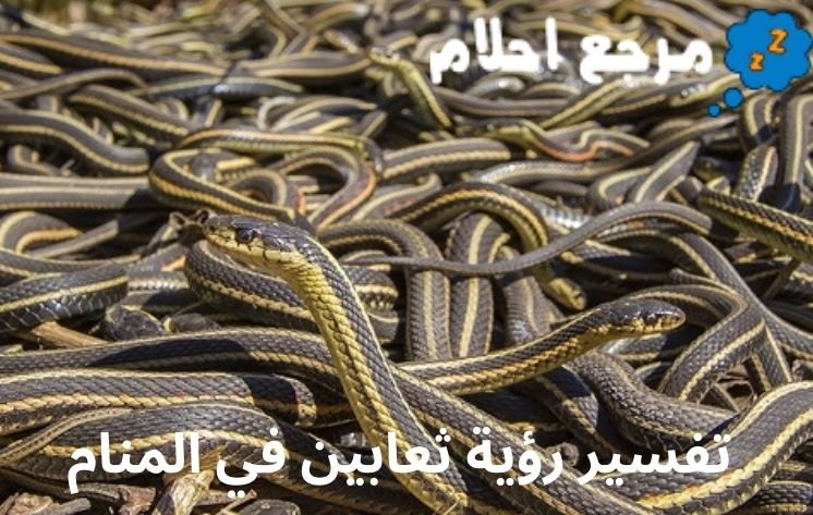 تفسير رؤية ثعابين في المنام قد يرمز إلى وجود أشخاص حاقدين