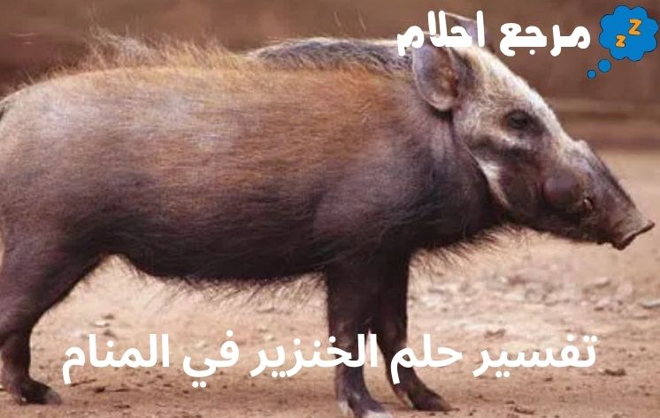 تفسير حلم الخنزير في المنام هل هو رؤية خير أم شر؟
