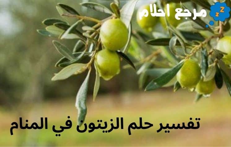 تفسير حلم الزيتون في المنام وأسرار معانيه