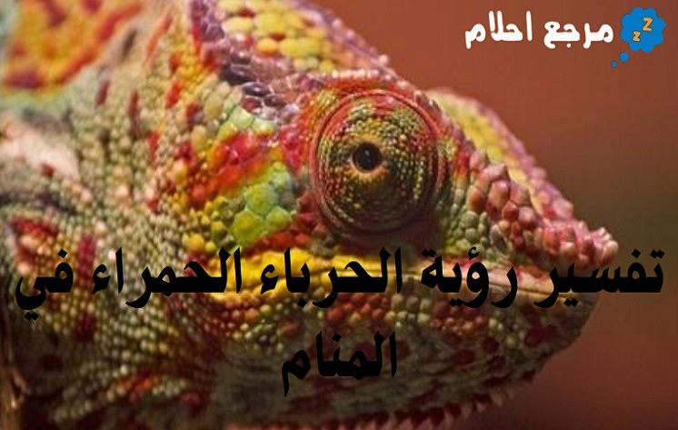 تفسير رؤية الحرباء الحمراء في المنام وهل هو إشارة على الأوبئة والحروب؟