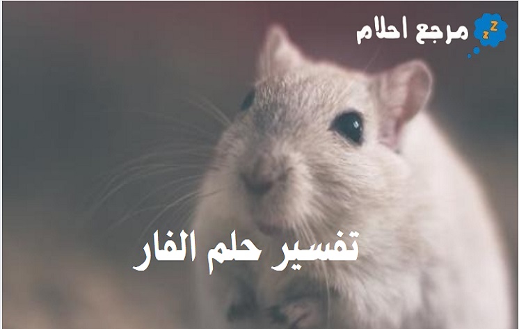 تفسير حلم الفار في المنام وفقًا لآراء الأئمة
