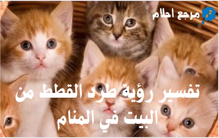 تفسير رؤية طرد القطط من البيت في المنام لمحمد ابن سيرين