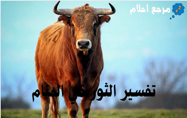 تفسير الثور في المنام والمعاني المختلفة التي يشير إليها