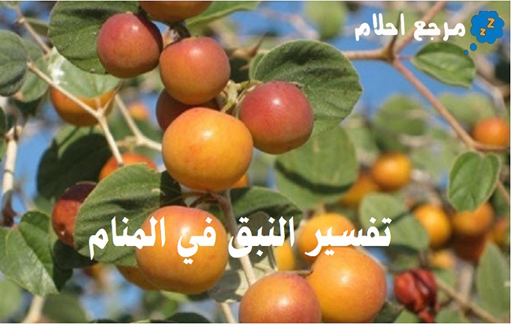 تفسير رؤية النبق في المنام وهل هو دلالة خير؟