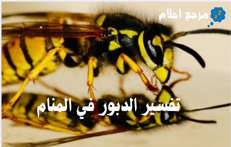 تفسير رؤية الدبور في المنام وهل تحمل دلالات محمودة؟