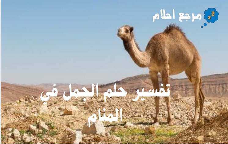 تفسير حلم الجمل في المنام وعلاقته بالسفر