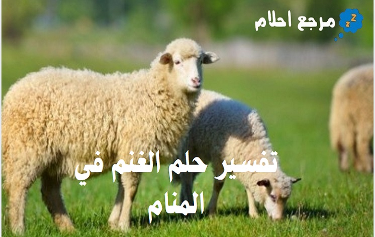 تفسير حلم الغنم في المنام وعلاقته بالخير الوفير