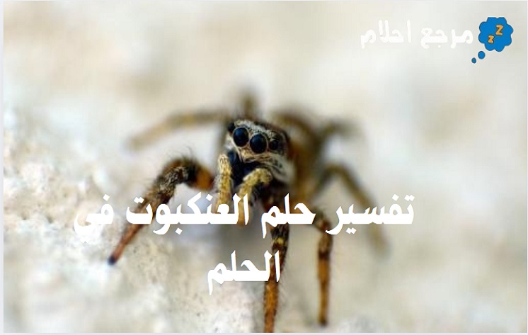 تفسير حلم العنكبوت في الحلم والدلالات التي تدل عليها