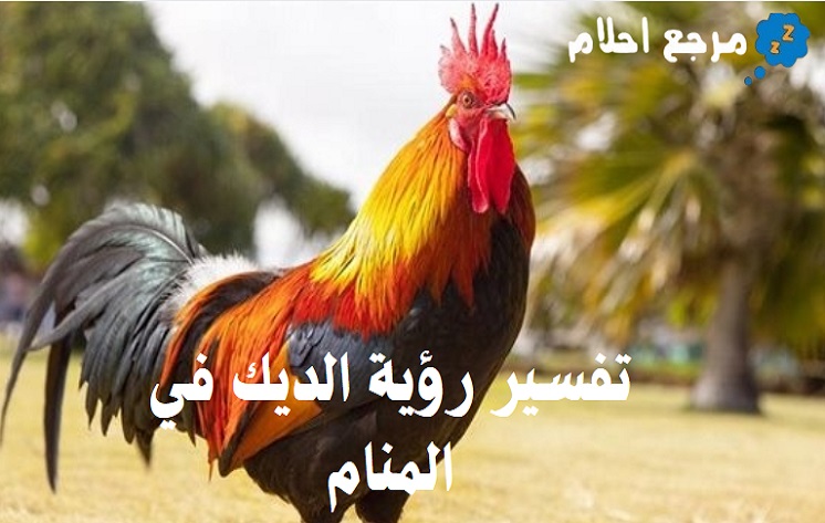 تفسير رؤية الديك في المنام وما يشير إليه