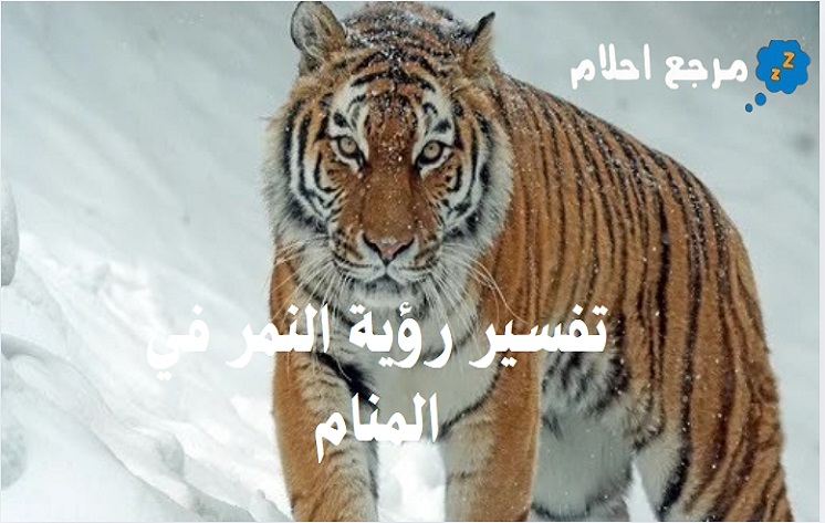 من أقوال ابن سيرين في تفسير رؤية النمر في المنام