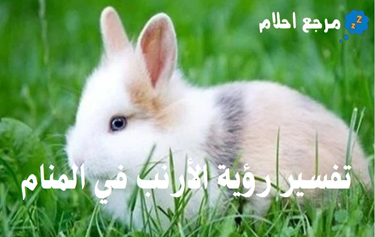تفسير رؤية الأرنب في المنام للكثير من الفقهاء