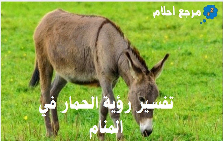 تفسير رؤية الحمار في المنام وعلاقته بالرزق والمال