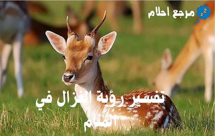 تفسير رؤية الغزال في المنام للحالات المتنوعة