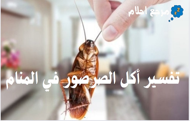 تفسير حلم أكل الصرصور في المنام وما يرمز إليه