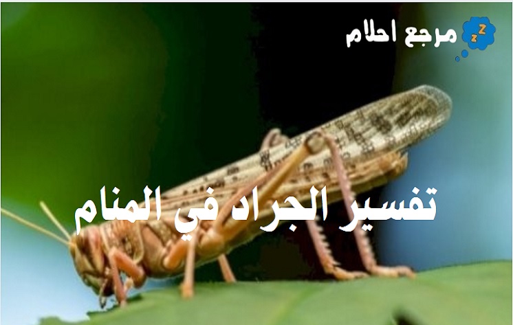 تفسير رؤية الجراد في المنام ومدلولاته المتعددة