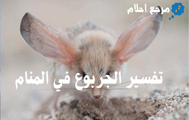 تفسير حلم الجربوع في المنام والمخاوف من رؤيته