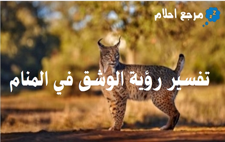 تفسير رؤية الوشق في المنام وعلاقته بالقوة