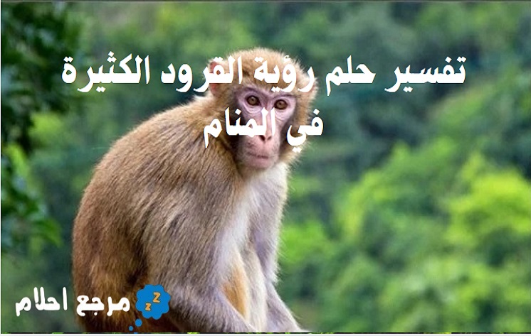 تفسير حلم رؤية القرود الكثيرة في المنام للنابلسي وابن سيرين